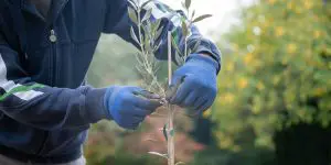 planter un olivier dans votre jardin facilement
