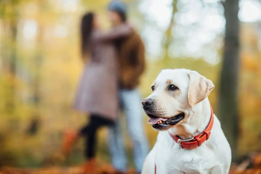 Comment soigner un chien golden retriever 