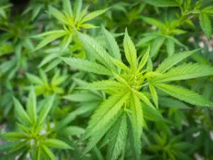 CBD : Est-ce que le cannabis est légal ? 