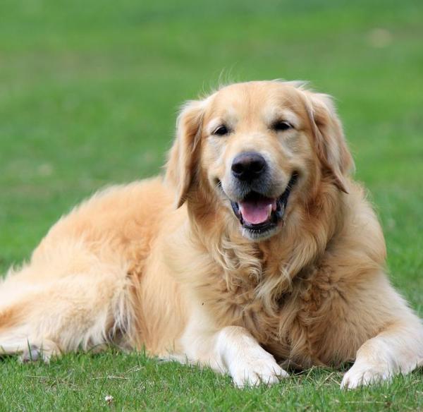 Comment éduquer un golden retriever ?